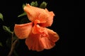 Large Showy Orange Hibiscus Flower Royalty Free Stock Photo